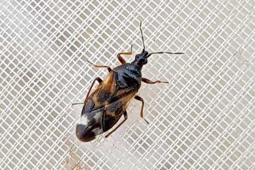 Anthocoris nemorum